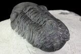 Bargain, Austerops Trilobite - Morocco #67874-5